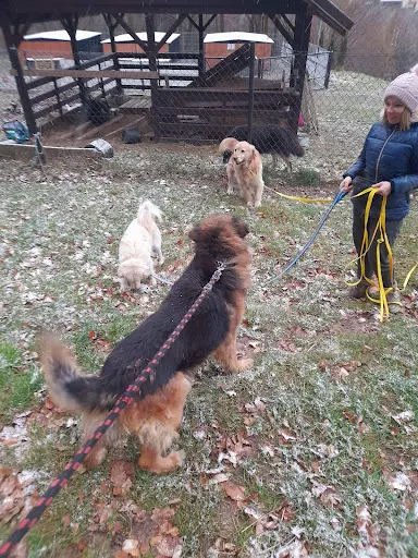 W rytmie psa k9- behawiorysta, szkolenie psów